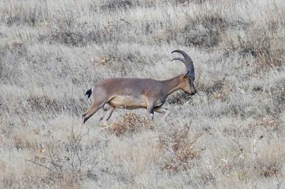hakkaride dag kecileri dronla goruntulendi OwbrBTDa