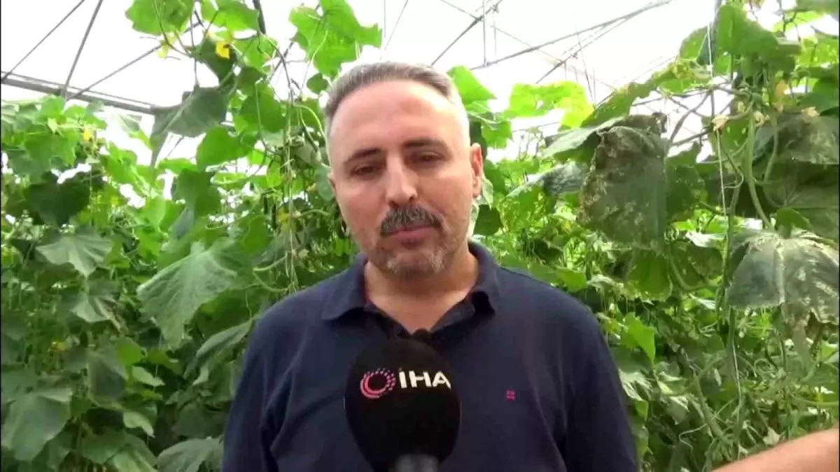 diyarbakirda salatalik serasi kuruluyor 20 kisiye istihdam saglaniyor YWIuCdlT