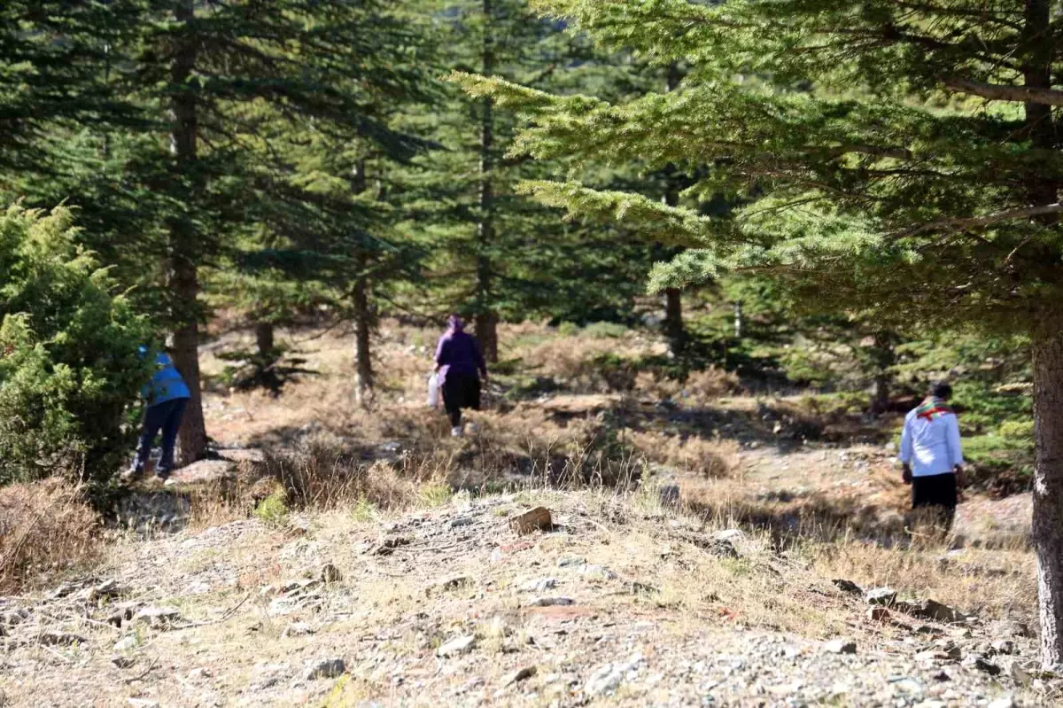 adanada sedir mantarina talep artiyor beyaz altin ihracata acildi f2CcfYqd.jpg