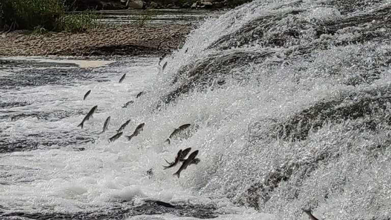 800-bin-yildir-hayatta-ama-simdi-tehlikede-inci-kefali-icin-kritik-sure-basladi-Lg1FhqQw