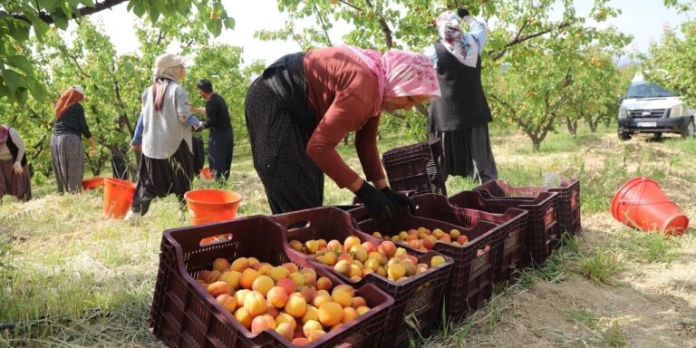 ilk-onun-hasadi-yapiliyor-mersinden-turkiye-ve-tum-dunyaya-satiliyor-NOS7U3jA